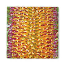 Banksia Flower Detail - Magnet