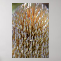 Banksia Flower Posters