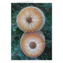 Banksia Flowers Cards