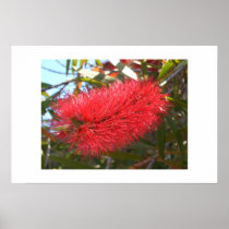 Banksia Print