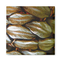 Banksia Seed Pod Detail - Magnet
