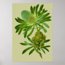 Banksia Serrata Posters