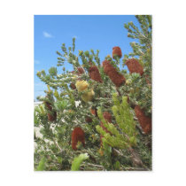 Banksias Post Cards