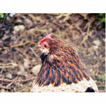 Bantam Hen Acrylic Cut Outs