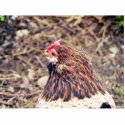 Bantam Hen photo sculptures