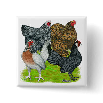 Bantam Hen Quartet