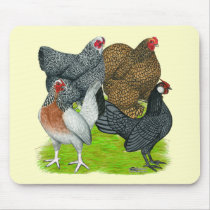 Bantam Hen Quartet