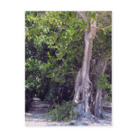 Banyan Street Postcard