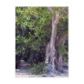 Banyan Street Postcard