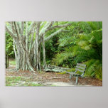 Banyan Tree Bench Poster