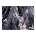 Banyan Tree Cards
