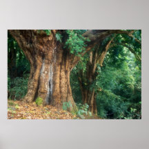 Banyan Tree Haleakala National Park Poster