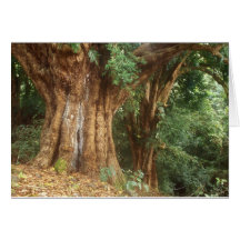 Banyan Tree Pipiwai Trail Maui Hawaii Card