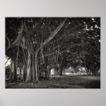 BANYAN TREE ROOT STRUCTURE PRINT