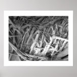 Banyan Tree Roots posters