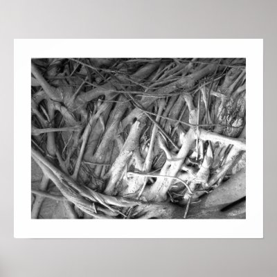 Banyan Tree Roots by moonrisings