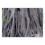 Banyan Tree Trunk