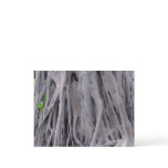 Banyan Tree Trunk