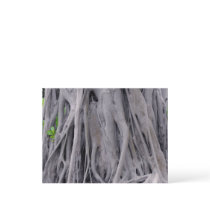 Banyan Tree Trunk