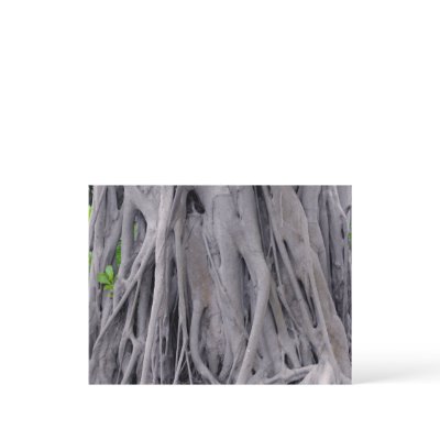 Banyan Tree Trunk by MaeFlowers