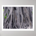 Banyan Tree Trunk posters