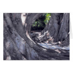 Banyan Trees