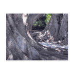 Banyan Trees