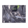 Banyan Trees