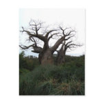 Baobab Tree Postcard