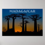Baobab trees of Madagascar Print