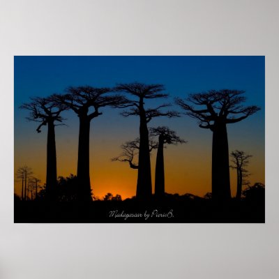Baobabs de Madagascar Affiche by pierivb