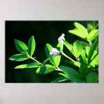 Baptisia Print