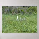 Bar Harbor - Branch Posters