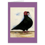 Barb Pigeon Watercolor Cards