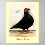 Barb Pigeon Watercolor Posters