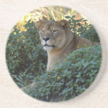 Barbary Lion Coaster
