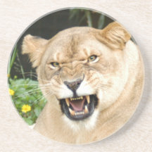 Barbary Lion Coaster