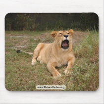 Barbary Lion-nap-001