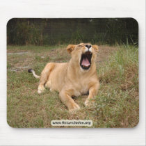Barbary Lion-nap-002