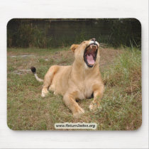 Barbary Lion-nap-003