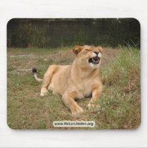 Barbary Lion-nap-004