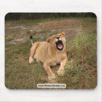 Barbary Lion-nap-005