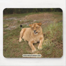 Barbary Lion-nap-006