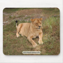 Barbary Lion-nap-007