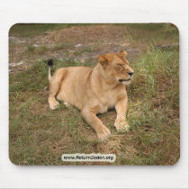 Barbary Lion-nap-008