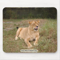 Barbary Lion-nap-009