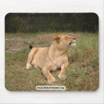 Barbary Lion-nap-010