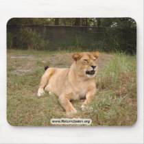 Barbary Lion-nap-011