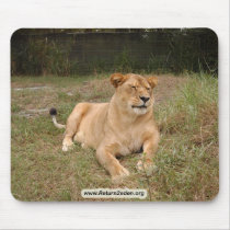 Barbary Lion-nap-012