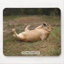 Barbary Lion-nap-013